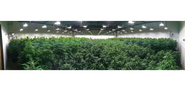 Comment cultiver du cannabis en intérieur (Guide complet)