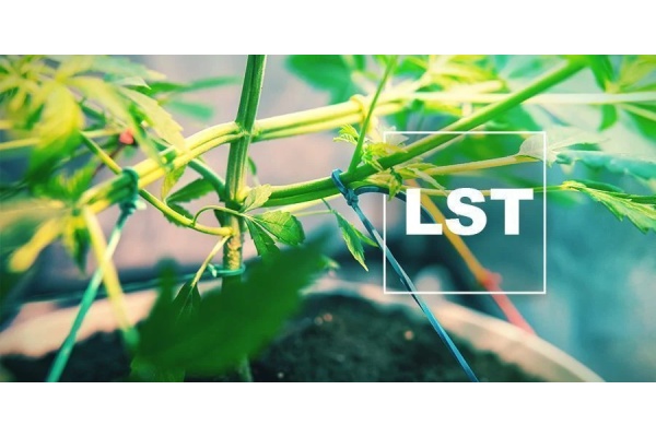Comprendre l'entraînement à faible stress pour les plants de cannabis