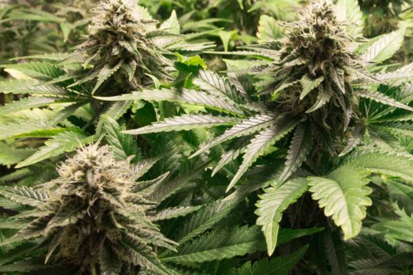 Lighting Schedules for Autoflowering Cannabis