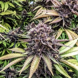 Quebec Black bud