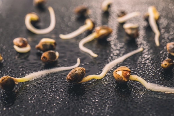 Combien de temps faire tremper une graine de cannabis