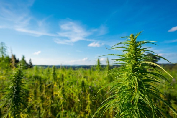 How To Get Big Cannabis Yields Outdoors