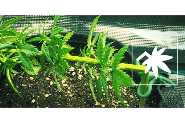 The Ultimate Supercropping Cannabis Guide