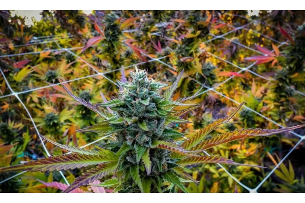 Entraîner vos autofloraisons pour de gros rendements