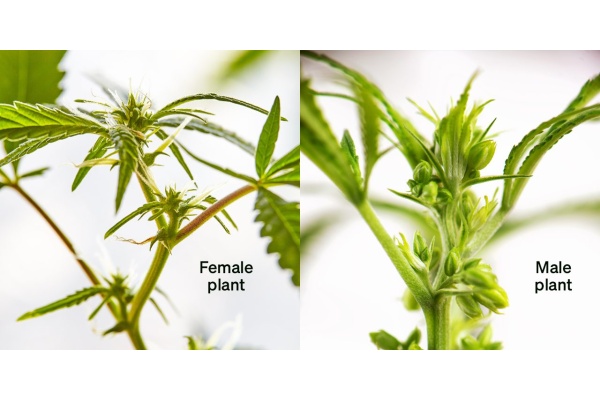 Les plants de cannabis mâles ou femelles ont-ils des graines ?