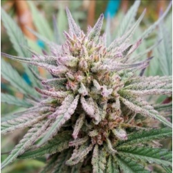 AUTO Painkiller XL Cannabis Seeds Feminized