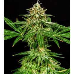 Hellfire OG Cannabis Seeds feminize