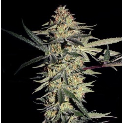 SFV OG Kush Cannabis Seeds Feminized