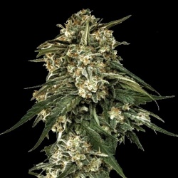 Banana OG Feminized Marijuana Seeds