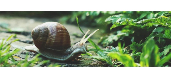 Comment gérer les limaces et les escargots sur les plants de cannabis