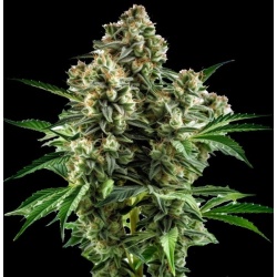 autoflower devil xxl seeds
