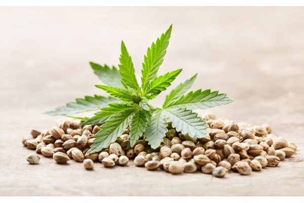 Les plantes à autofloraison produisent-elles des semences à autofloraison ?