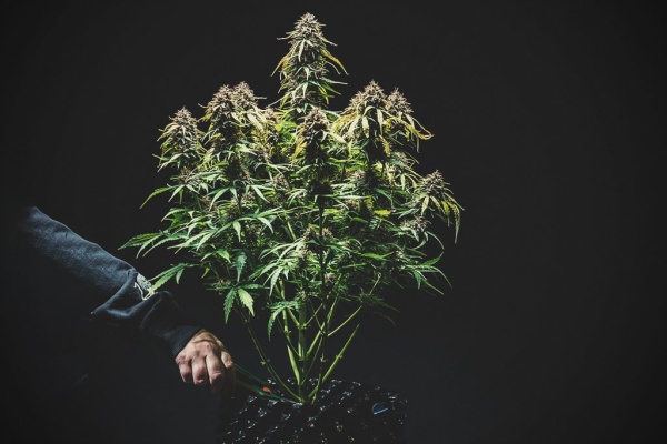Quelle est la durée de la phase de floraison pour les autofloraisons
