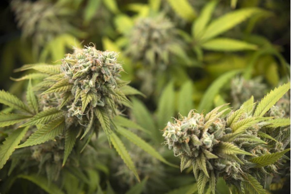 Quand récolter les variétés à autofloraison ?