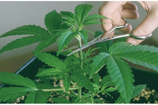 Quand étêter une autofloraison