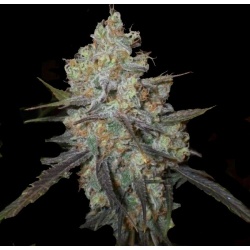Chocolope Cannabis Seeds Feminized 