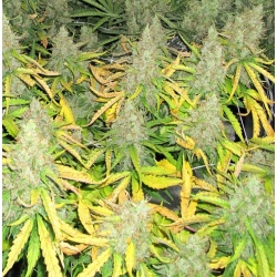 Mazar Cannabis Seeds Feminized	