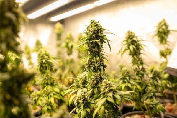 Les 5 meilleures variétés de cannabis pour la concentration et la créativité