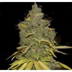 badazz cheese cannabis seeds