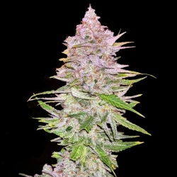 Auto Granddaddy Purple Cannabis Seeds Feminized