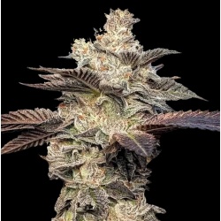 gelato ice cream Cannabis Seeds Feminized