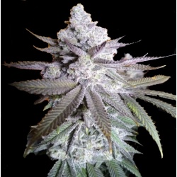 grease monkey Cannabis Seeds Feminized