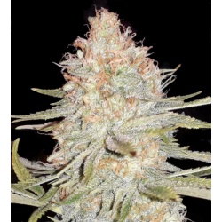 Amnesia Kush Cannabis Seeds Feminized