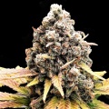 Granddaddy Black Cannabis Seeds Feminized