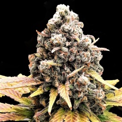 Granddaddy Black Cannabis Seeds Feminized