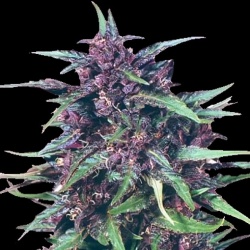 Purple Rain Feminized Cannabis Seeds