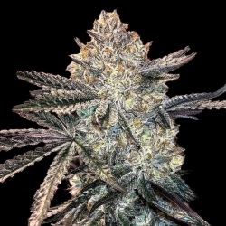 zookies cannabis feminized seeds