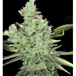 California Orange Cannabis Seeds Feminized