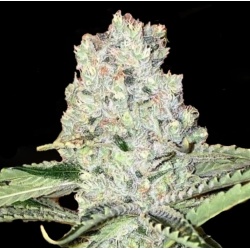Fat Bastard Cannabis 