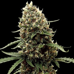Mint Runtz Feminized Cannabis Seeds