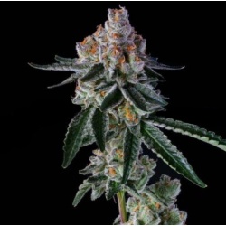 Sugar Candy Feminized Cannabis Seeds