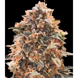 Super Glue Feminized Cannabis Seeds
