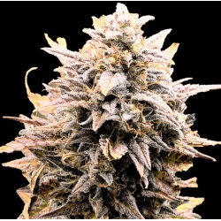 Auto Fat Bastard Cannabis Seeds Feminized