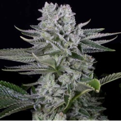 Gorilla Cannabis Seeds Feminized