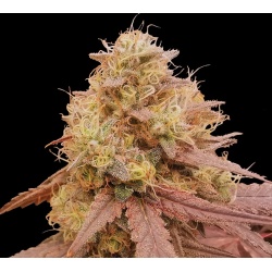 Auto Amnesia Haze Cannabis Seeds