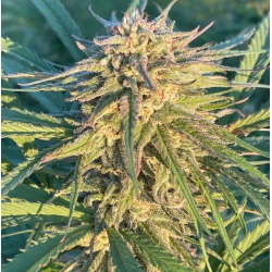 Quebec CBD 20-1 Feminized Cannabis Seeds