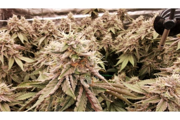 Review of the Mac One Strain: Effects, Flavor, and More