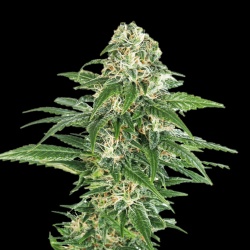 Early Hash Skunk Cannabis Seeds Feminized