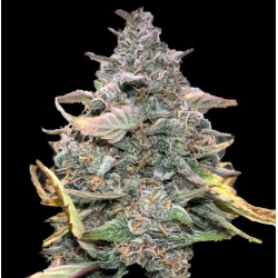 Lemon Runtz Cannabis Seeds Feminize