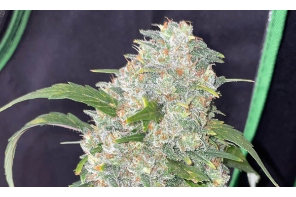 All about the Strawberry Cough strain