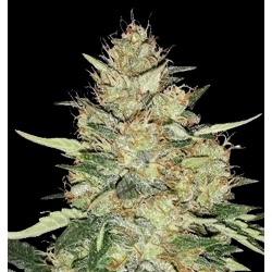 Sherbet Cannabis Seeds Feminized