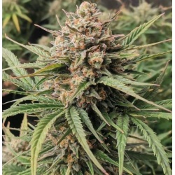 Auto Cream Mandarin Cannabis Seeds Feminized