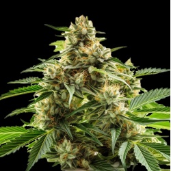 Auto Critical OG Cannabis Seeds Feminized