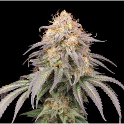 Auto Mandarin OG cannabis seeds