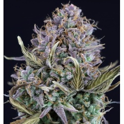 Auto OG Jack Cannabis Seeds Feminized