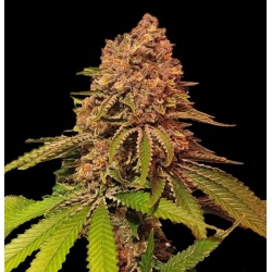 Crush Kush Cannabis Seeds Feminized
